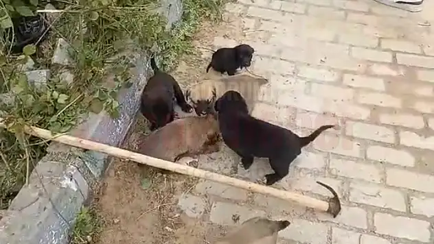 YAVRU KÖPEKLER LOGARDAN KURTARILDI