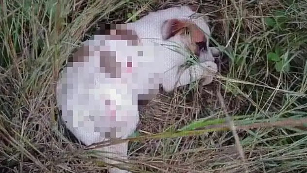 Yavru köpekler tüfekle vuruldu