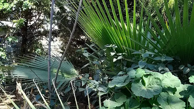 Yaz Geliyor Alerjiler Artıyor