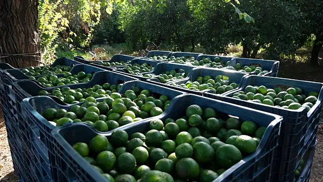 Yeşil Bodrum Mandalini'ne tek seferde 55 tonluk sipariş