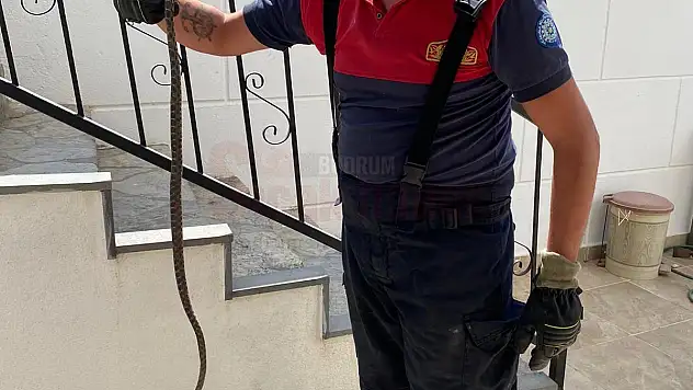 Yılan, Evin Deposuna Girdi
