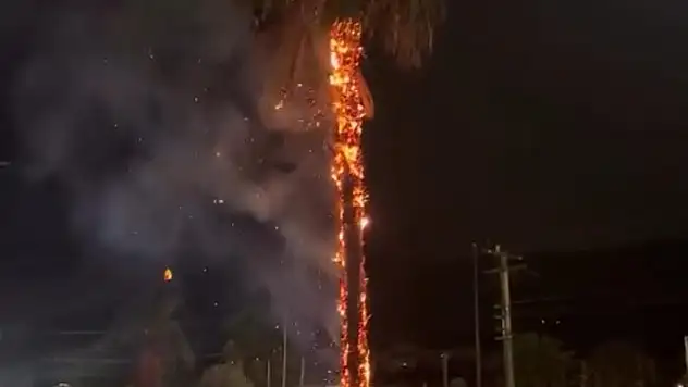 Yıldırım düşen ağaç alev aldı !