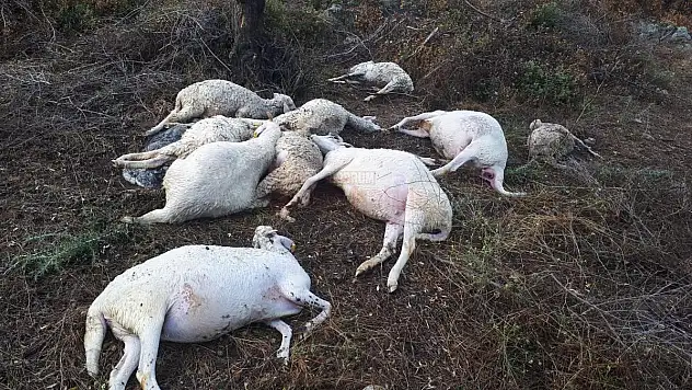 Yıldırım Düşmesi Sonucu 10 Koyun Telef Oldu