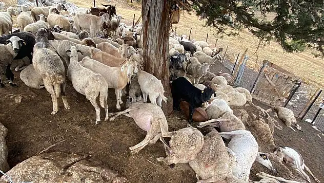 Yıldırım Düşmesi Sonucu 30 Küçükbaş Hayvan Telef Oldu