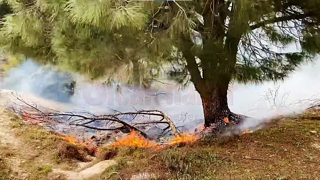 Yoğun Çam Fıstıkları olan Orman'da Yangın Çıktı