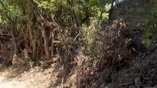 Yol Açmak İçin Ağaçları Kestiler!