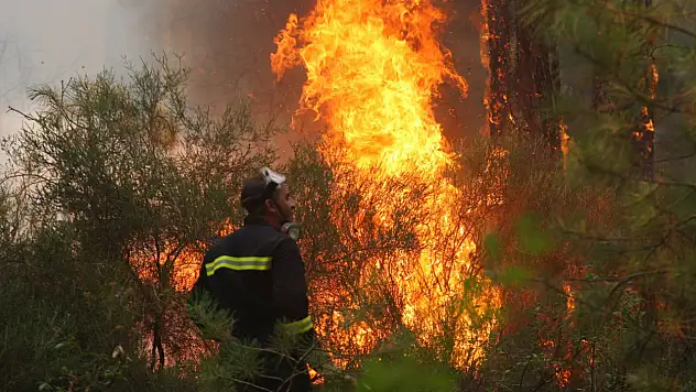 Yüzlerce yangın binlerce hektar kayıp