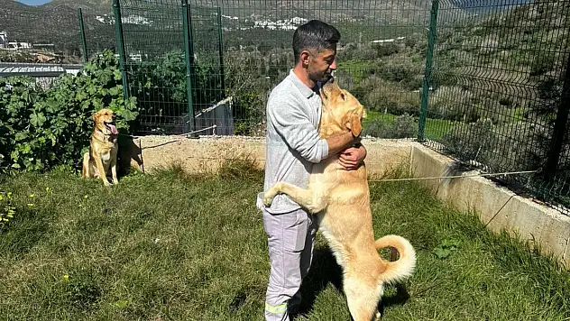 Zehirlenen 5 Köpek Belediye Ekipleri Tarafından Kurtarıldı