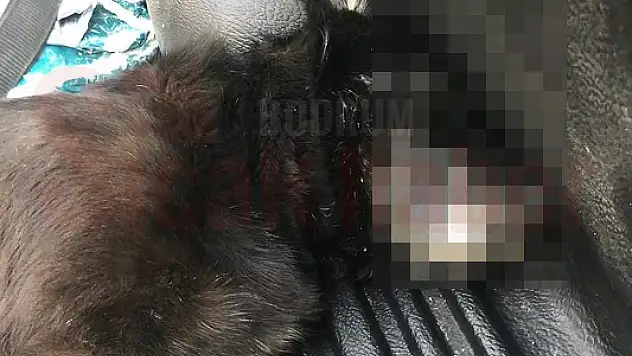 Zehirlenen Köpek Yolda Yaşamını Yitirdi