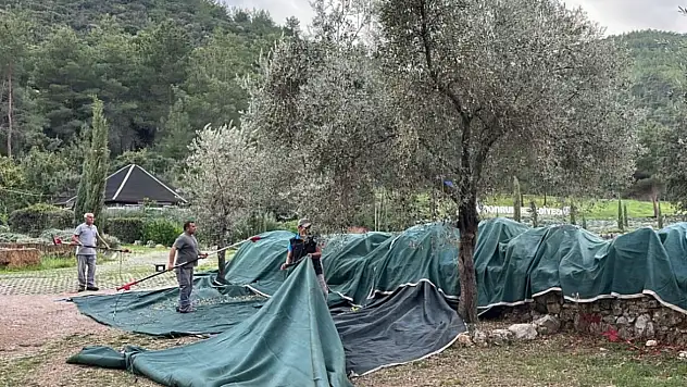 Zeytin hasadı başladı