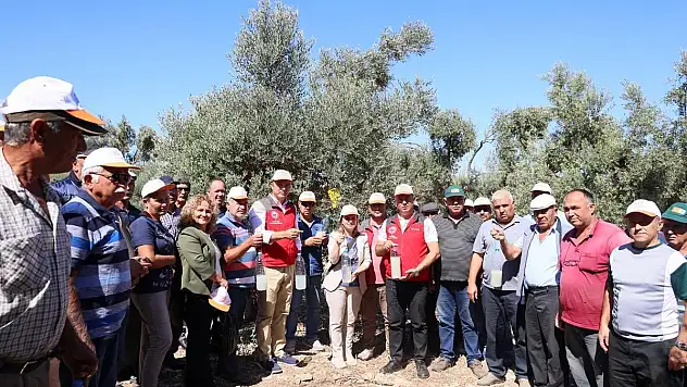 Zeytin İle İlgili Çalışmalar Devam Ediyor