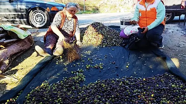Zeytin üreticilerine saha desteği aralıksız sürüyor