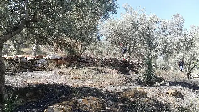 Zeytinlik Alanda Yangın Çıktı