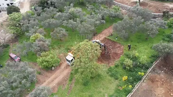İnşaat Yapmak İçin Zeytinleri Kesiyorlar
