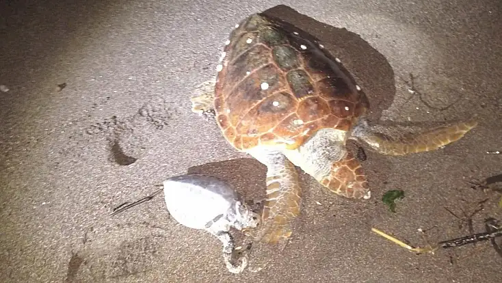 2 caretta caretta kıyıya vurdu