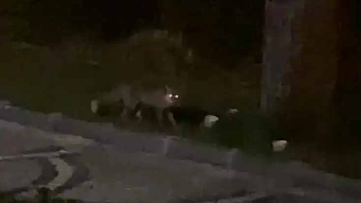 Aç kalan tilki sokağa indi