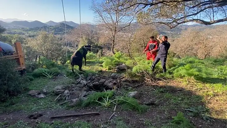 Bodrum’da kuyuya düşen buzağı kurtarıldı