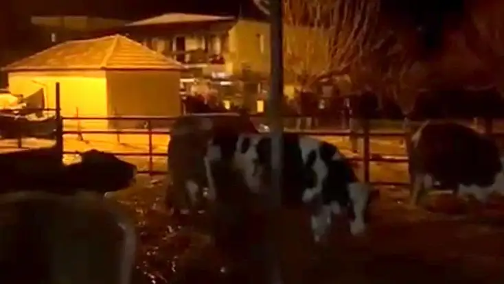 Bodrum’da sağanak yağış besi çiftliğini vurdu