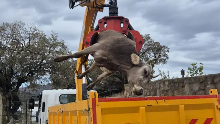 Kaçak akım can aldı  gebe inek ve yavrusu hayatını kaybetti