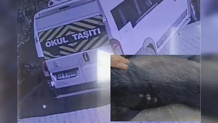 Okul servisi köpeğe çarptı o anlar kamerada