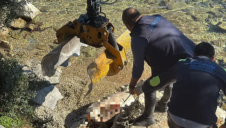 Sahile vuran caretta caretta vinçle kaldırıldı