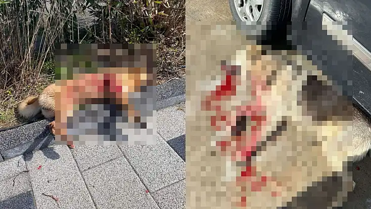 Vahşet dur durak bilmiyor