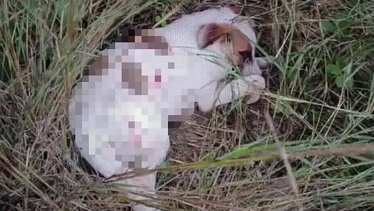 Yavru köpekler tüfekle vuruldu