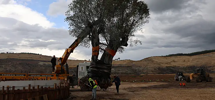 300 asırlık zeytin ağacı yeni yuvasında toprakla buluştu