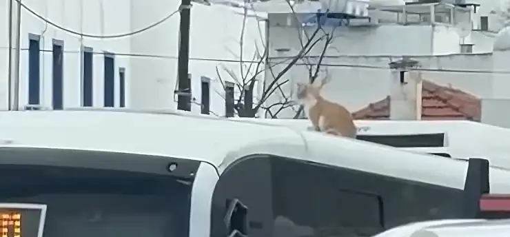 Bodrum'da kaçak kedi toplu taşımada