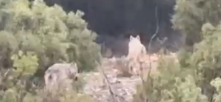 Doğada iki kurt görüntülendi