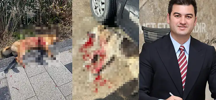 Dur durak bilmeyen vahşete Mandalinci'den tepki