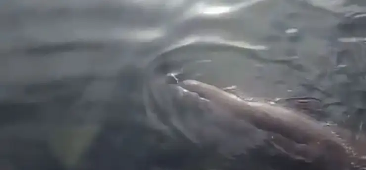 Gümüşlük'te nadir görüntü Akdeniz Foku sahile kadar geldi