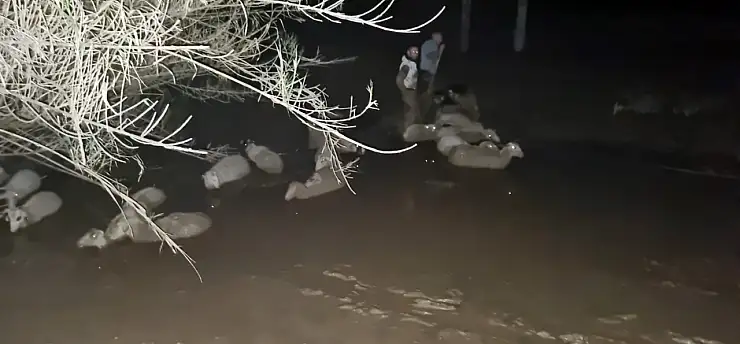 İtfaiyeden koyun kurtarma operasyonu