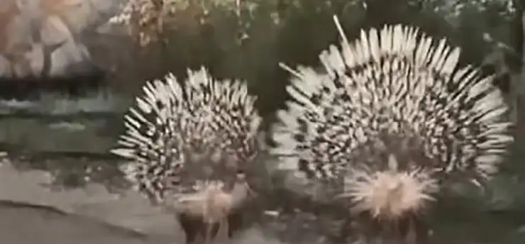 Oklu kirpiler objektife takıldı