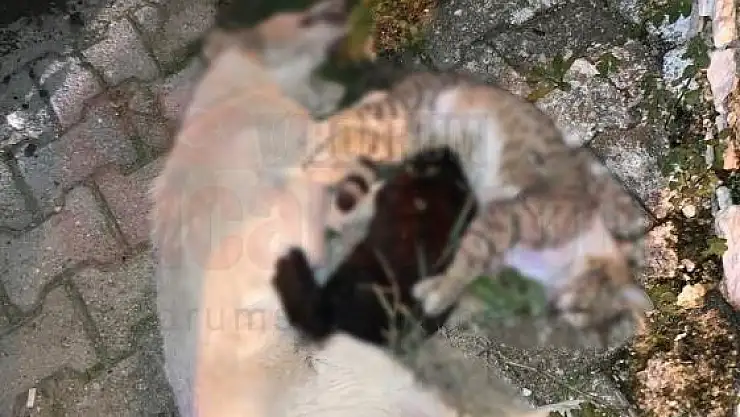 1 Köpek ve 2 Kedinin Zehirlendiği İddia Edildi