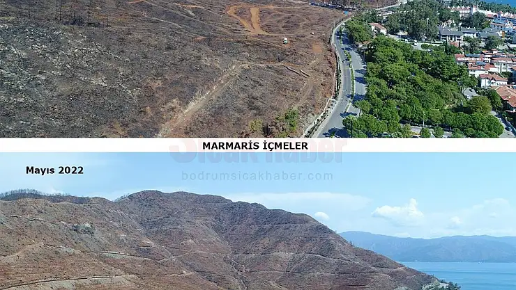 2021 Yılında Yaşanan Büyük Orman Yangınlarında Yanan Alanlar Tekrar Yeşeriyor