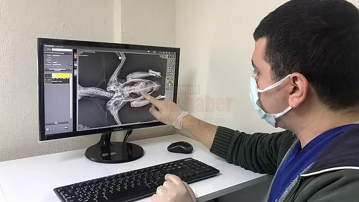 26 Bin 529 Hayvan Tedavi Edildi