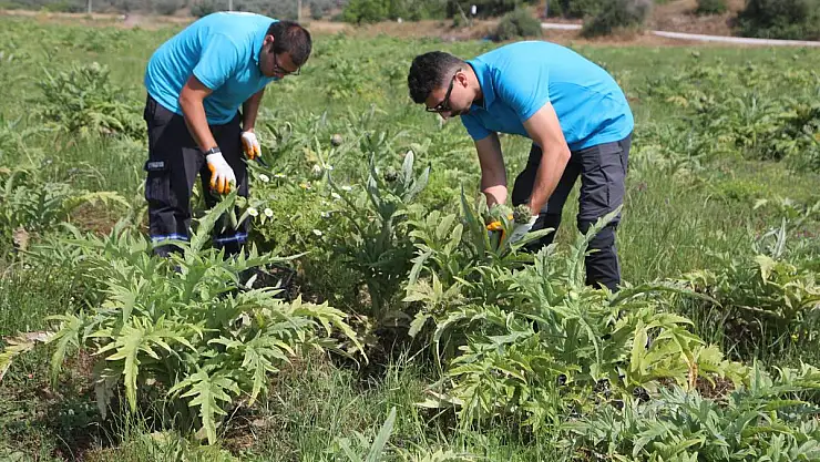 8 Bin 750 Adet Enginarın Hasadını Yapılıyor
