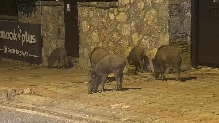 Aç Kalan Domuzlar Şehre İndi
