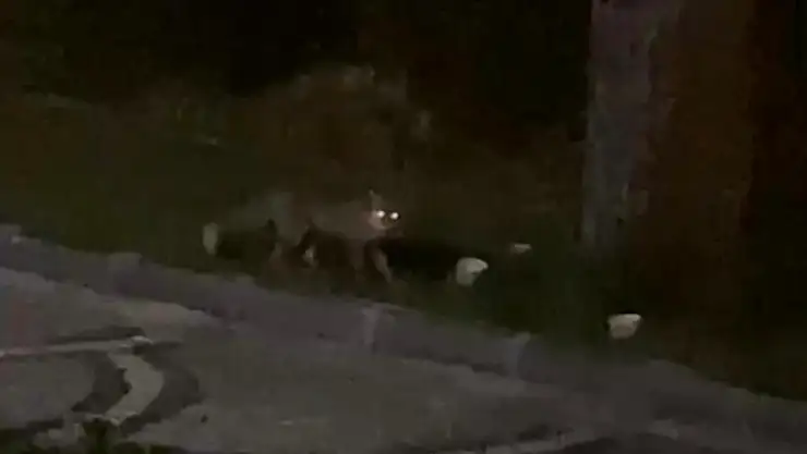 Aç kalan tilki sokağa indi