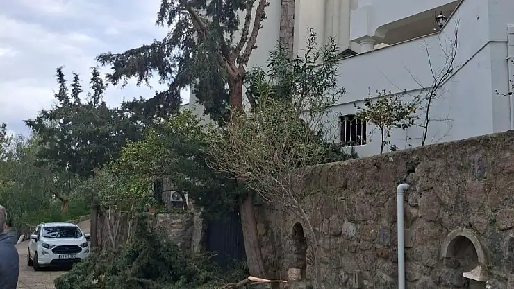 Ağaç Budarken Düşen Vatandaş Hayatını Kaybetti