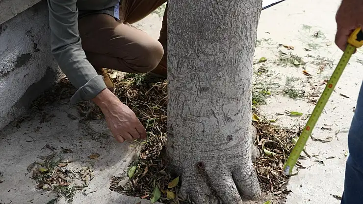 Ağaçlara Zarar Verenler Tespit Edilecek