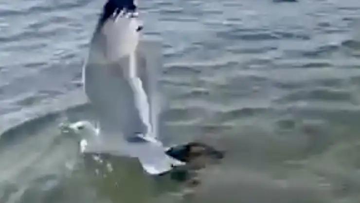 Ahtapot martıyı yakaladı