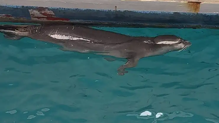 Akdeniz Foku Bodrum kıyılarında