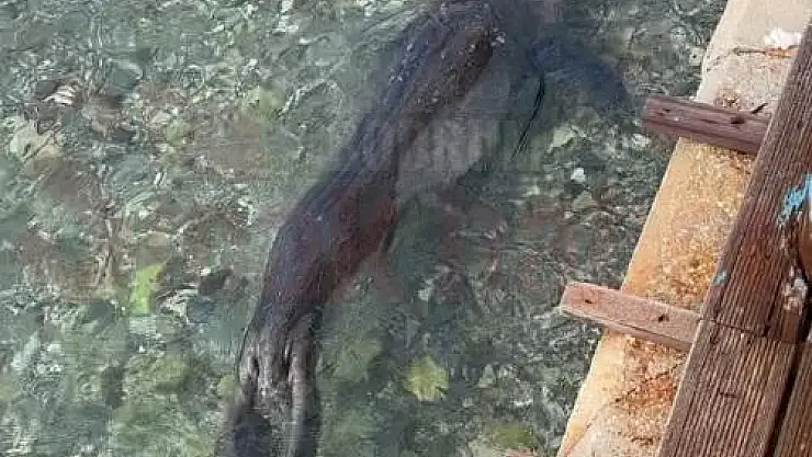 Akdeniz Foku Günboyu Sahilde Poz Verdi