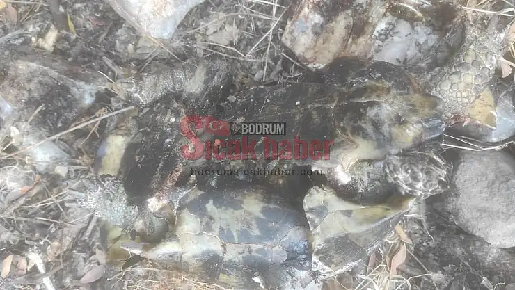 Akvaryum Koyu'nda kaplumbağa faciası