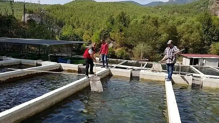 Alabalık hastalık riskleri haritalandı