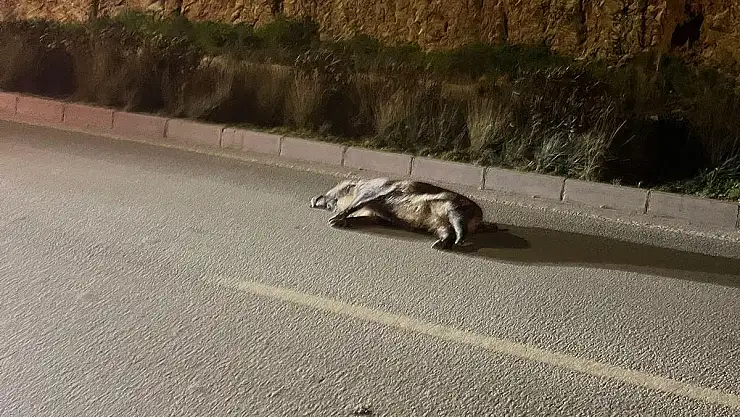 Aniden Yola Çıkan Domuz Kazaya Sebep Oldu