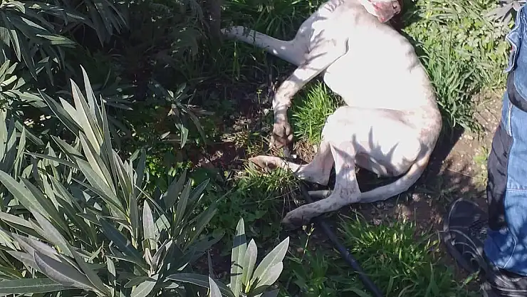 Arabanın Çarptığı Köpeğe Vatandaşlar Yardıma Koştu