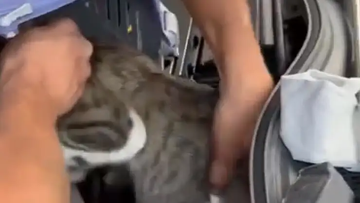 Aracın Motorundan Kedi Çıktı